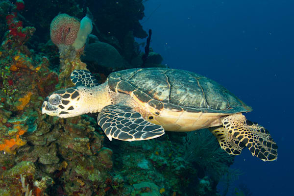 sea turtle images: hawksbill sea turtle - Bay Islands