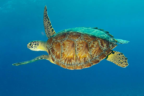 sea turtle images: hawksbill sea turtle in flight - Roatan - Bay Islands