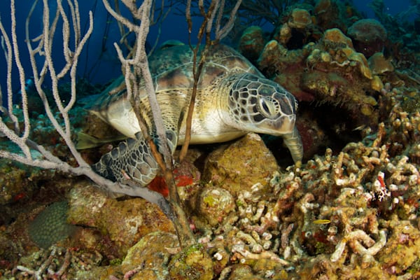 sea turtle images: green sea turtle - Cayman Islands