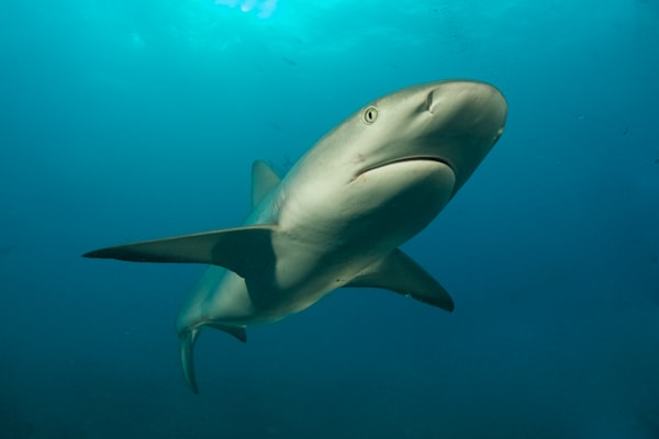 shark images: Caribbean reef shark - Bahamas