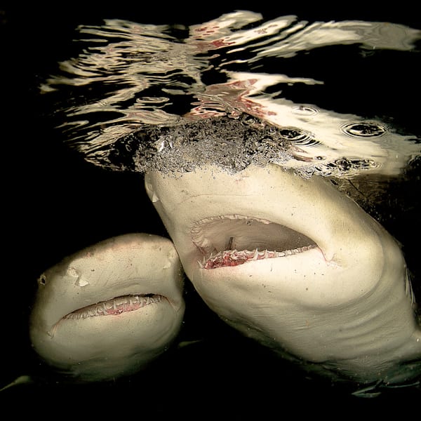 shark images: lemon sharks - Bahamas