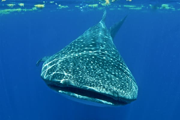 shark images: whale shark - Isla Mujeres (MX)