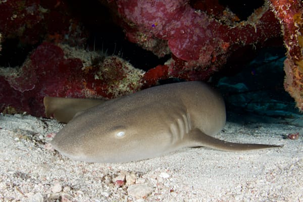shark images: nurse shark - Cayman Islands