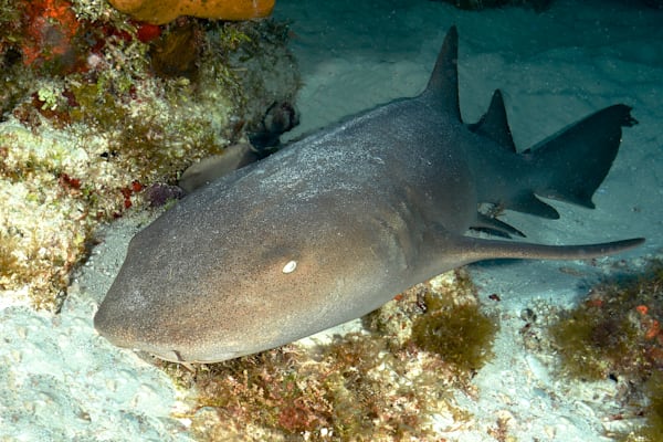 shark images: nurse shark - Roatan