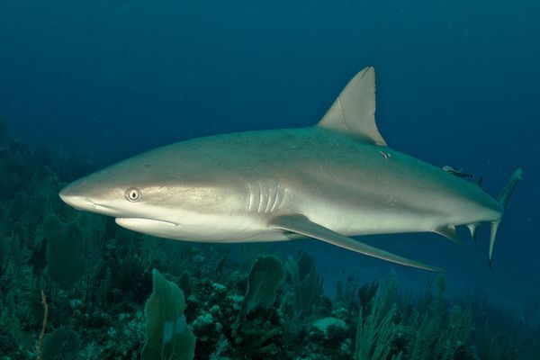 Shark