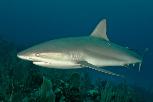 shark images: Caribbean reef shark - Honduras