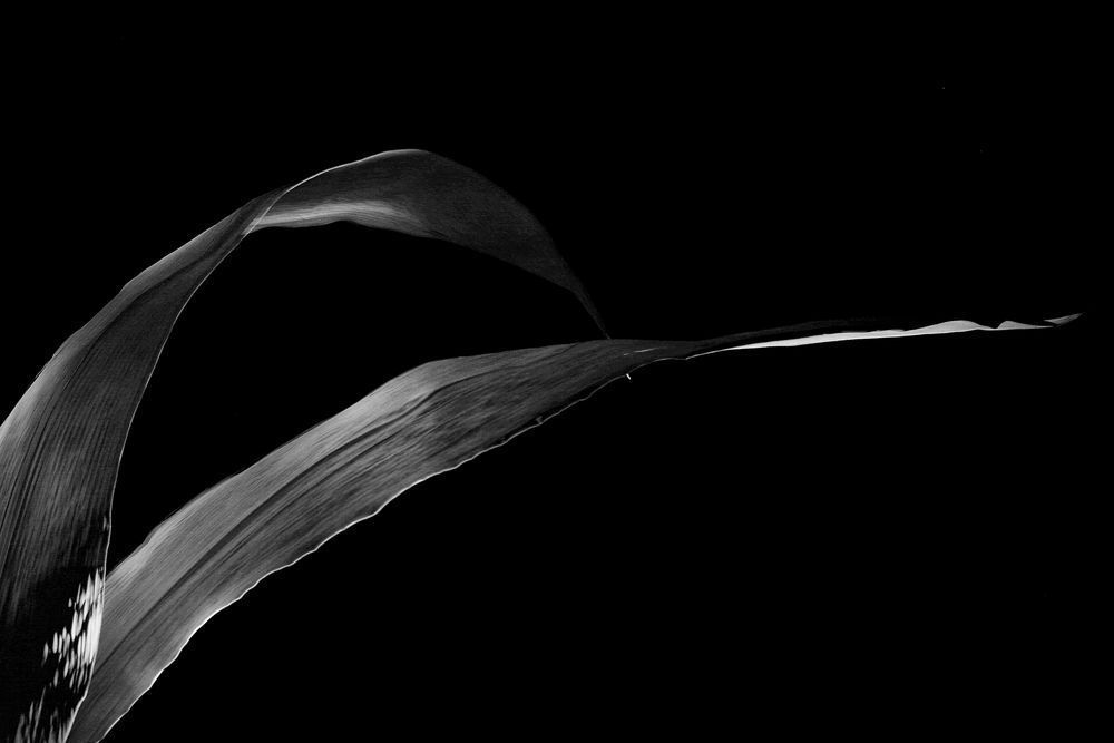 Leave - light painting photography by Catalin Anastase