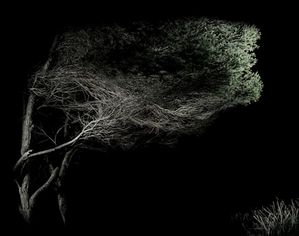 The Thinking Tree Art | ANASTASE PHOTOGRAPHY