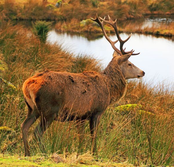 Wildlife