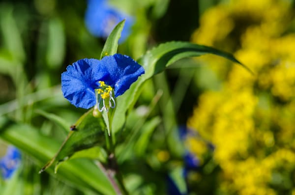 Flowers and Plants