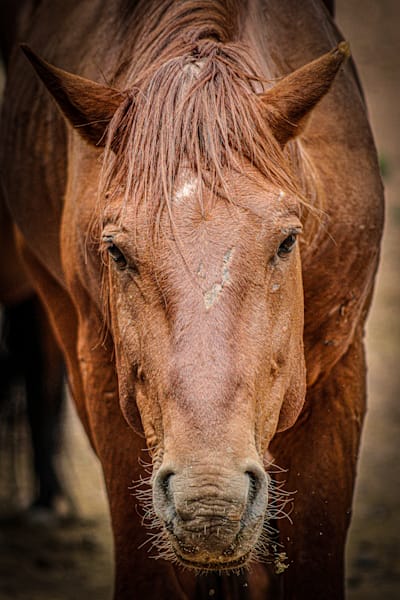 Face of the Protector Wild Mustang Stallion Kichi