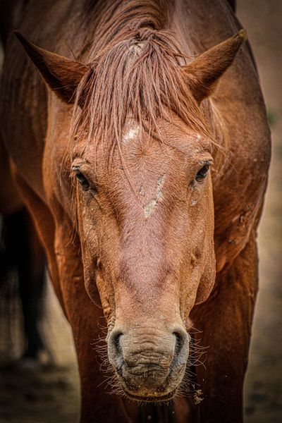 WILD HORSES - BEST SELLERS