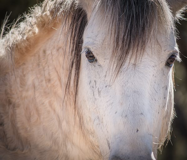 Gravyn The Language of His Eyes