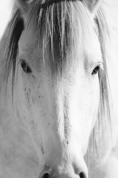 Wild Horses - The Monochrome Series
