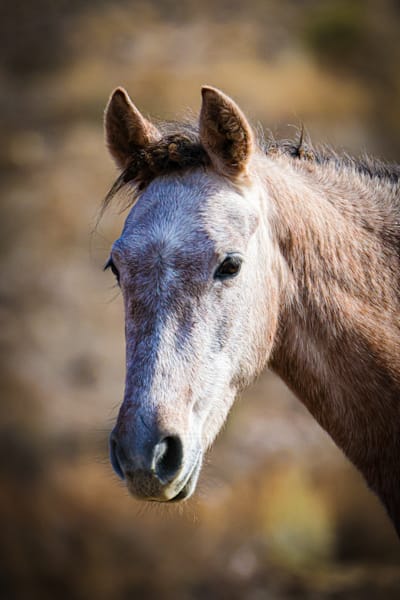 Emberleigh Portrait