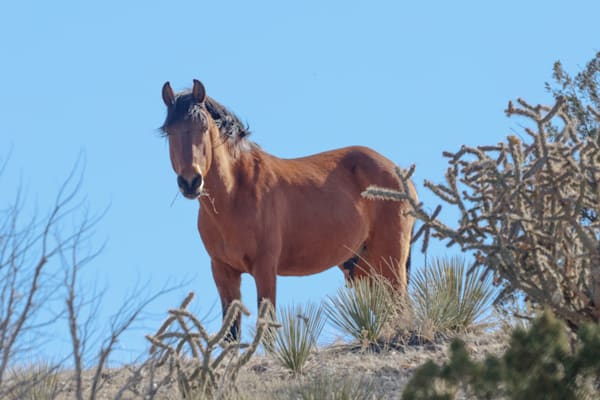 Orion The Stallion Growing Into Leadership