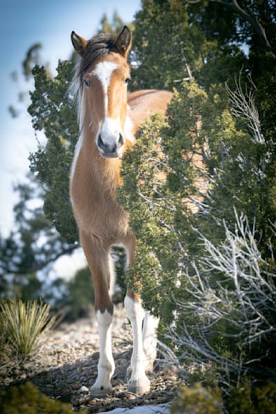 Calista The Mare Who Steadies the Rising Storm