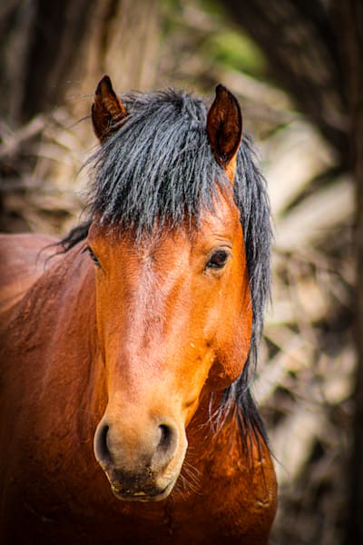 Heart of the Outcast The Exiled One Wild Mustang Stallion