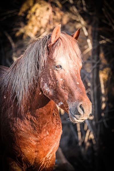 Hawke The Marked One Wild Mustang Stallion
