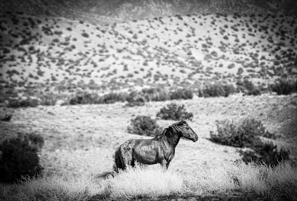 Old Soul on the Ridge Wild Chestnut Stallion in Black and White