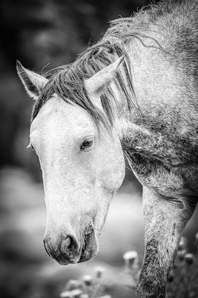 Stoneheart Eternal Wild Mustang Stallion