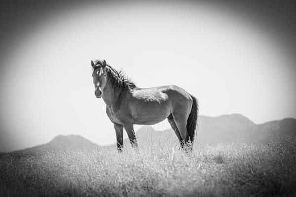 Stillness is His Kingdom Wild Mustang Stallion Black and white