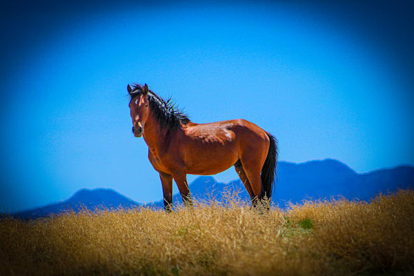 Stillness is His Kingdom Wild Mustang Stallion in color