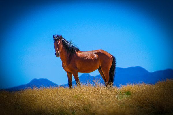 Wild Horses - Santa Fe And Placitas New Mexico