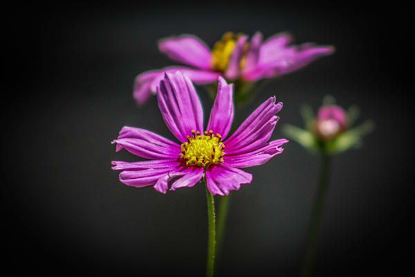 Stillness in Pink three cosmos flowers