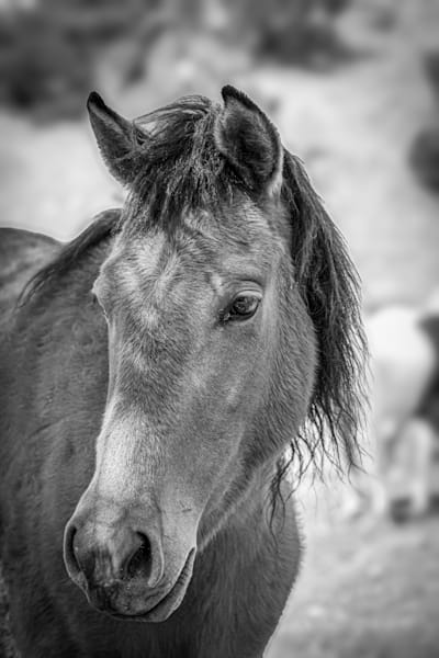 Spirit of the Sage Wind Wild Mustang Mare