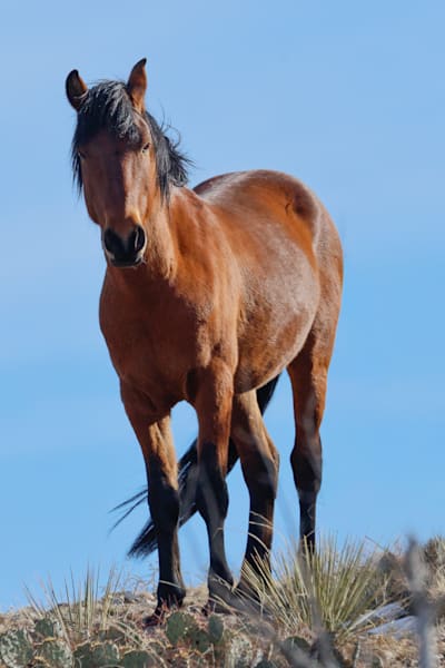 Liora Where Quiet Confidence Begins Orion's Mare