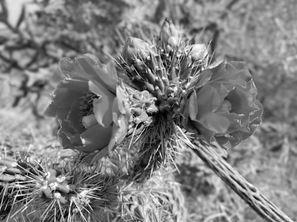 Southwest Blossom Cactus Flowers Black and White