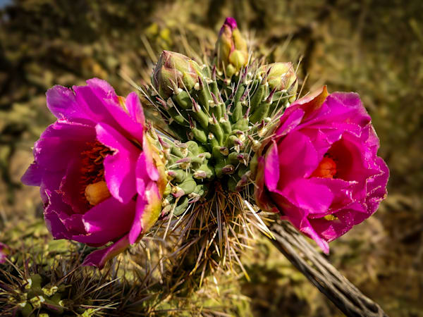 Southwest Blossom Cactus Flowers in Color