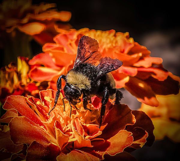Petalwork and Pollination A Bumblebees Task