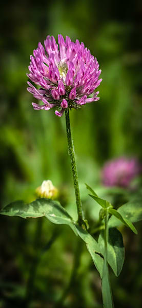 Whispers of Clover