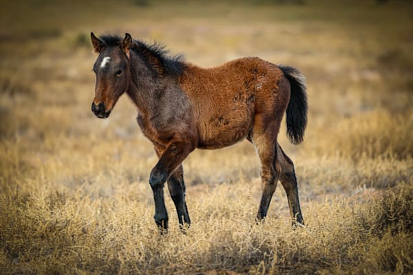 Where Garnet Begins Ruby's Foal