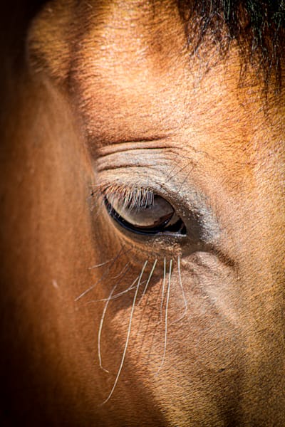 The Eye to the Soul Wild Mustang Stallion