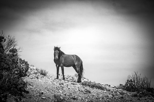 The Exiled in Black and White Wild Mustang Stallion