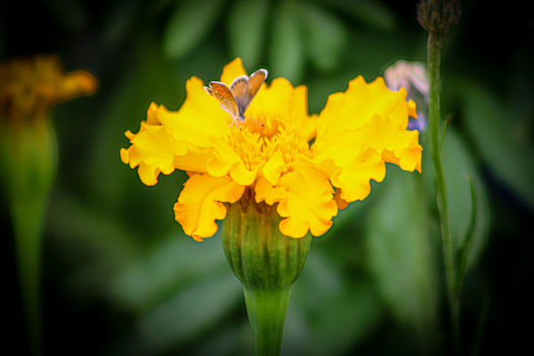 Tiny Wings Bold Bloom Marigold and Tiny Butterly