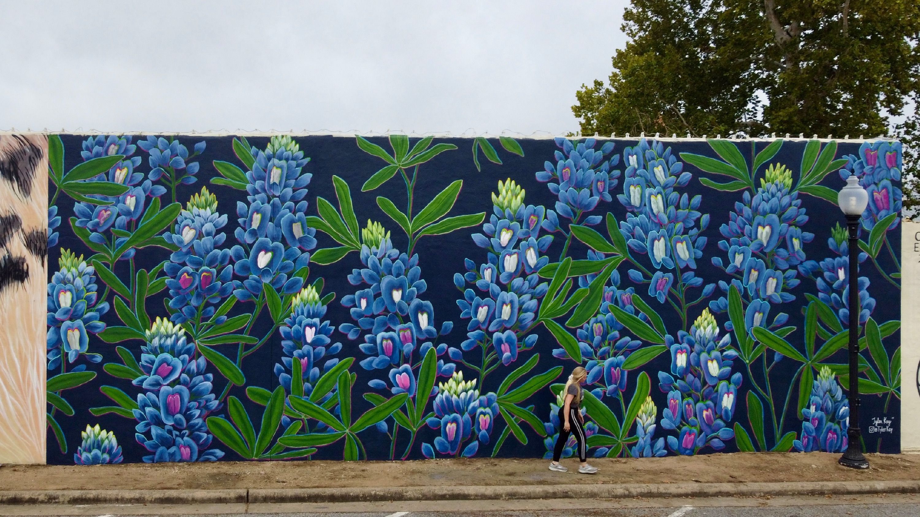 
        <div class='title'>
          Tyler Kay 2
        </div>
       