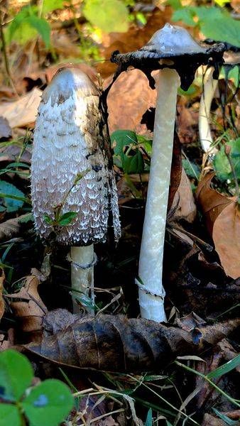Fungi Forest