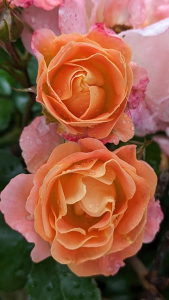 Ring Around the Roses