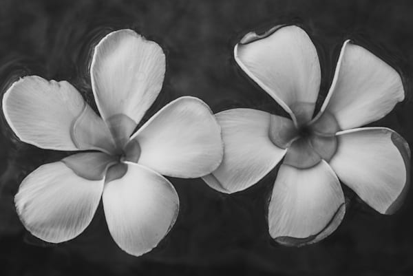 Noctiflor ll