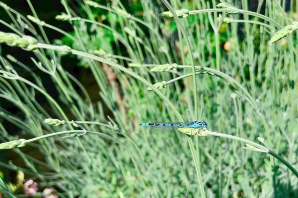 Insects