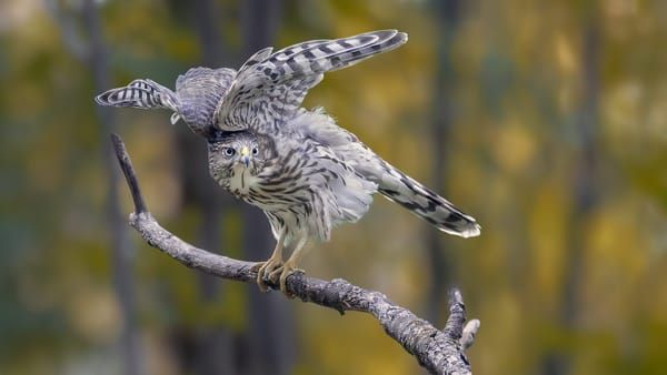 Cooper's Hawk