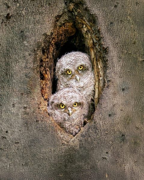 A Portrait of Young Screech Owl.tif
