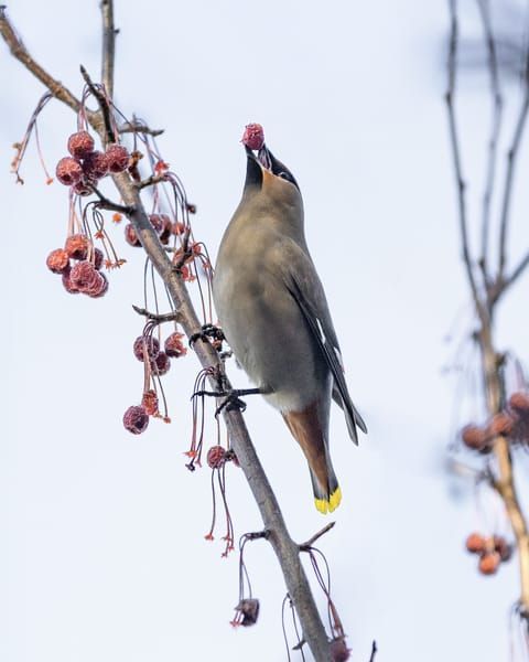 Waxwing