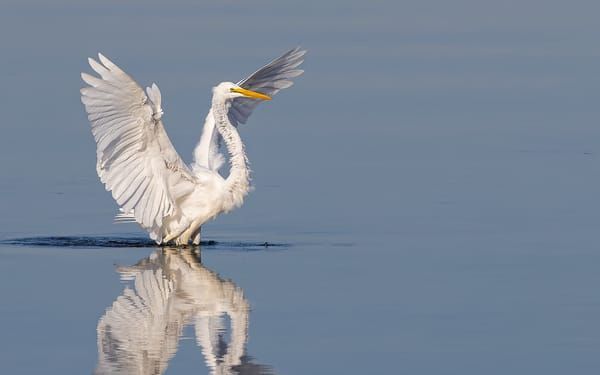 Egrets