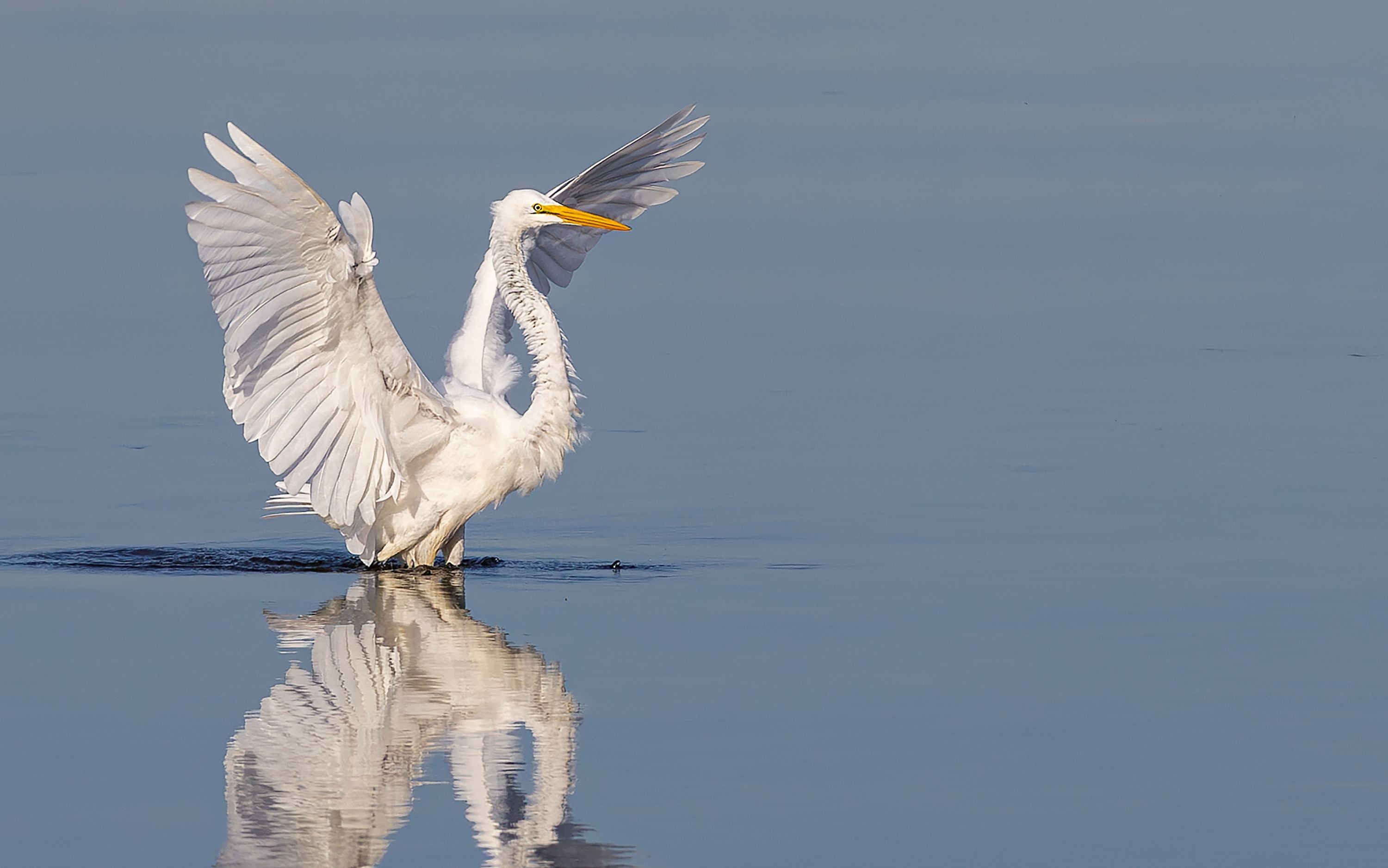 
        <div class='title'>
          Great Egret   Grande Egrette II
        </div>
       