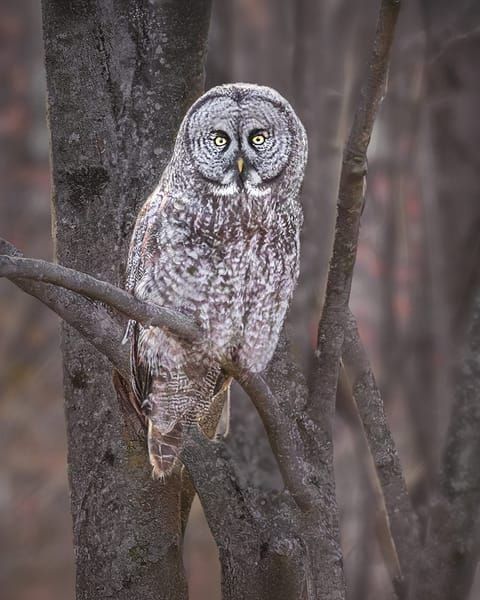 Owls - Hiboux
